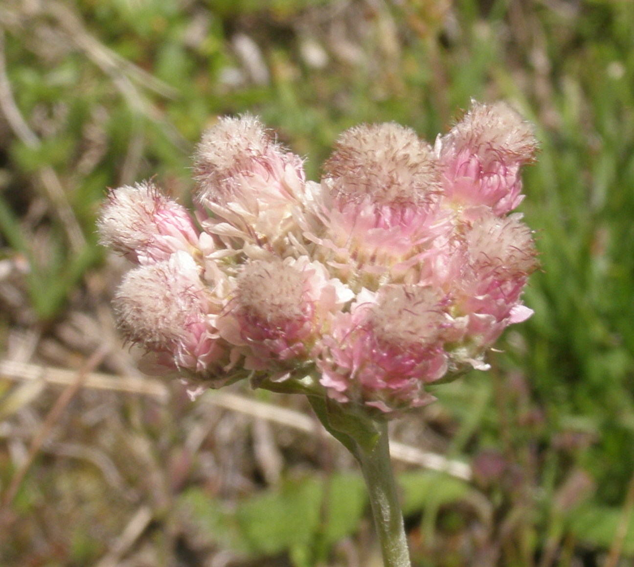 Antennaria carpatica e Antennaria dioica